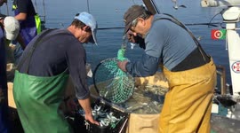 Portuguese sardines in massive decline due to climate - scientists