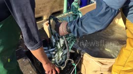 Portuguese sardines in massive decline due to climate - scientists