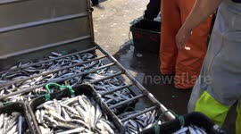 Portuguese sardines in massive decline due to climate - scientists