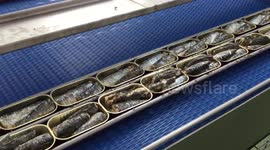Portuguese sardines in massive decline due to climate - scientists