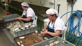 Portuguese sardines in massive decline due to climate - scientists