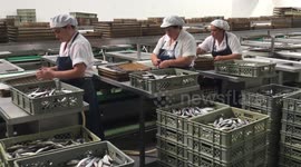 Portuguese sardines in massive decline due to climate - scientists