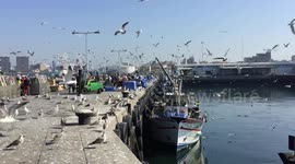 Portuguese sardines in massive decline due to climate - scientists