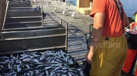 Portuguese sardines in massive decline due to climate - scientists
