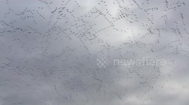 Super sized flock of geese caught on camera flying overhead