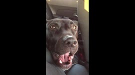 Dog sings Hello by Adele