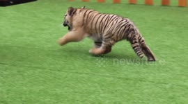 Tiger cub in Chinese petting zoo