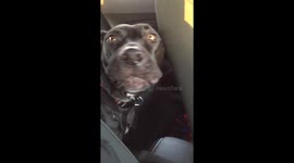 Dog sings
