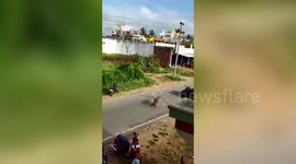 Panic in India as leopard climbs building, runs wildly across town and attacks residents