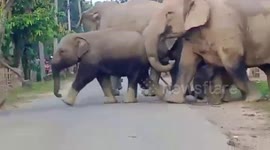 Herd of elephants crosses road in northeastern India