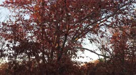 Fall leaves in the wind in Manchester, New Hampshire, blue sky sunny day