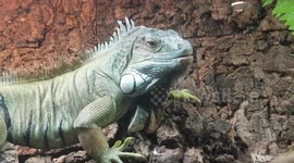 Iguana green Lizard is large in size and was relaxing on the wooden log platform trunk