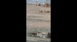 Funny Egyptian Cats Vs. Egyptian Dogs
