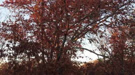 Orange fall leave on large tree in autumn as leaves fall from the tree