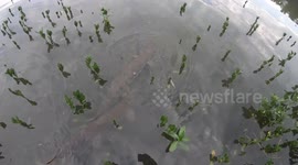 Spotted Gar Fish Swim By With Babies Close By In Kentucky Lake