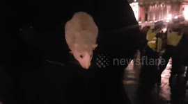 Pet rat joins other protesters at annual Million Mask March in London