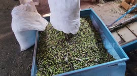 Palestinian workers prepare olives before crushe it to change-over into oil in a traditional stone press