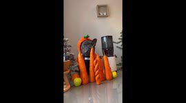 French Bulldog makes carrot juice from huge carrots