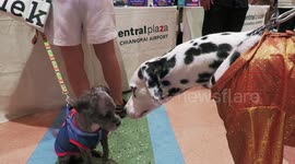 Pets put on their Sunday clothes for the Pet Fair in Chiang Mai, Thailand
