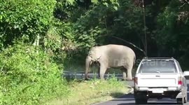 Elephant charges at bungling tourist's car after they tried to take pictures of the animal