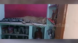Leopard spotted lying on kitchen slab in northern India