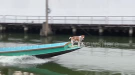 Surprised vlogger captures dog riding motorboat while exploring Bangkok canals