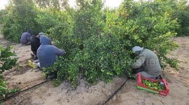 Palestinian farmers harvest clementine at a farm, in Khan Younis in the southern of Gaza Strip