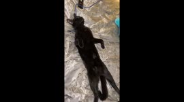 Sisters find funny cat looking dead while asleep