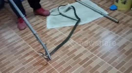 Animal rescuers chase swift rat snake around family's home in Thailand