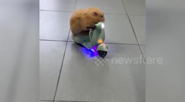 Fluffy pet hamster rides and crashes toy motorbike