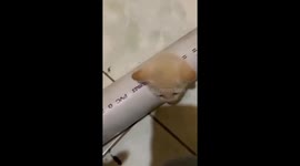 Kitten stuck in a pipe! Only his cute little face is visible!