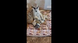 Meerkat treats his friend as chair: he couldn't care less and sits on her comfortably