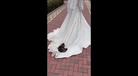Cat goes for comfortable ride on woman's wedding dress