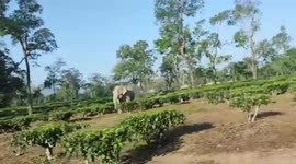 Elephant chases man in tea estate in northeastern India