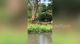 Playful iguana teases irritable ape at zoo