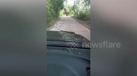 Snake slithers across car hood trapping terrified couple inside