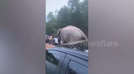 Elephant helps retrieve pickup truck stuck in muddy off-road trail
