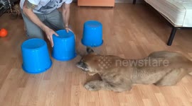 Educational games for Puma Messi. Playing huge thimbles
