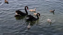 Black Swans Swim At The Summer Palace in Beijing, China