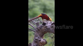 Golden Pheasant watched in Chongzuo, China