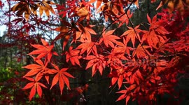 Maple Leaves Turn Red In Qingdao City, China
