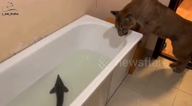 This pet cougar named Messi has his first interaction with live fish