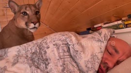 Cougar Messi tries to wake up it's owner Sasha!