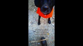 Black lab politely reminds owner that she likes to play fetch