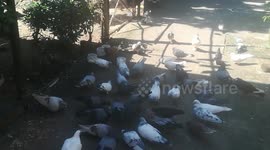 Pigeons having there lunch