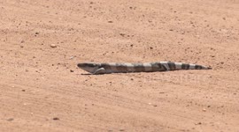 Sunning Blue-tongue Lizard slowly moves off, flicking its blue tongue on the way.