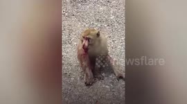 Injured wild monkey left to die by hit-and-run driver rescued in Thailand