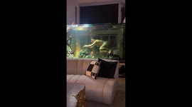 Man decides to go for a swim in his massive fish tank