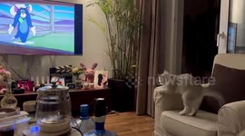 Cat intensely watches 'Tom and Jerry' playing on TV