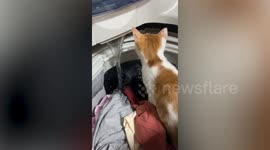 Thirsty pet cat jumps inside washing machine to drink water